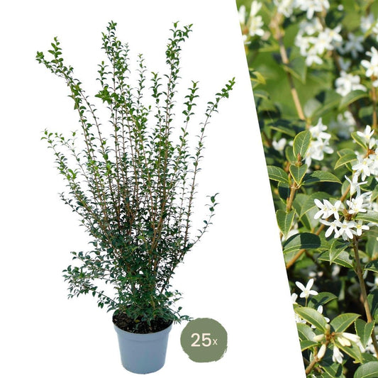 25 große Osmanthus Burkwoodii für 10 laufende Meter Hecke | Höhe: 100-125 cm im 12-Liter-Topf - Naturebox