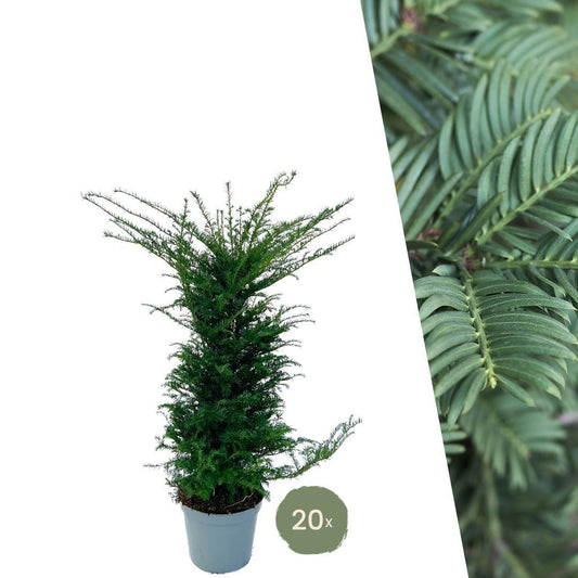 Große Eibenpflanzen für 10 laufende Meter Hecke | - 12L - 20 x | Höhe: 100-125 cm - Naturebox