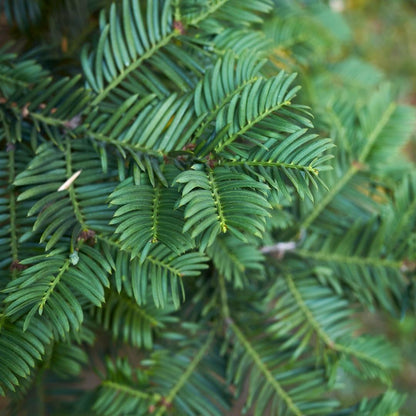 25x Taxus planten voor 10 strekkende meter heg - Vivaflorique