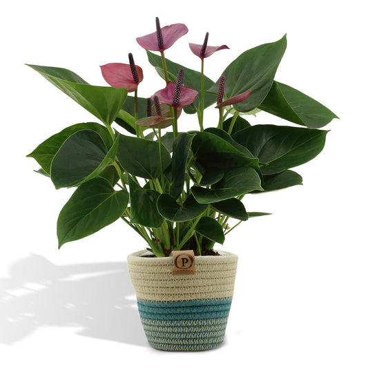 Anthurium andreanum Baby lila inclusief pot