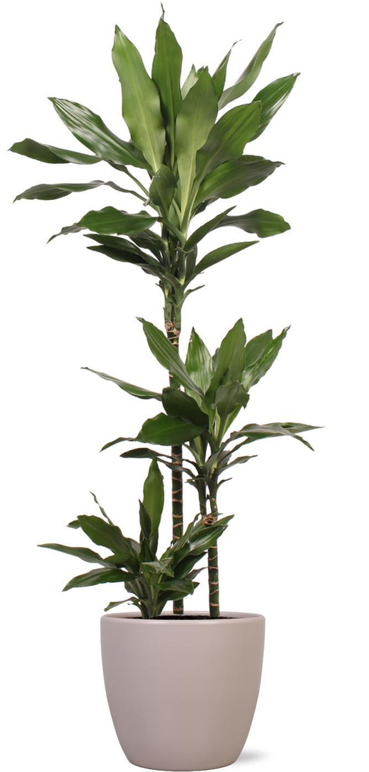 Dracaena Janet Lind - Zimmerpflanze - Topfgröße: 24 - Höhe: 120cm - im Boule TAUPE Topf - Naturebox