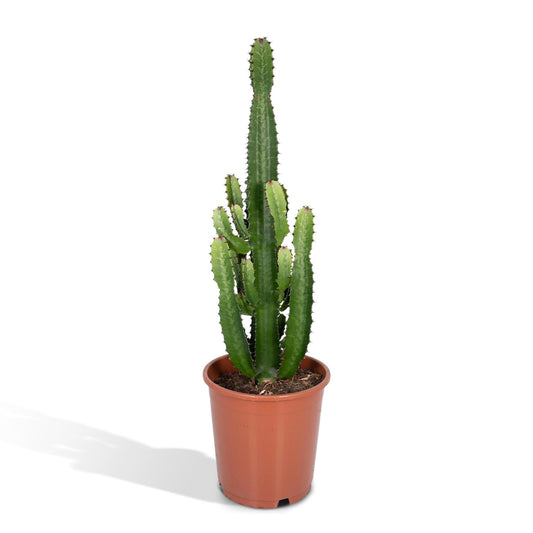 Euphorbia Inges Acruensis - Cactus - Höhe: 90cm - Topfgröße: 24cm - Naturebox