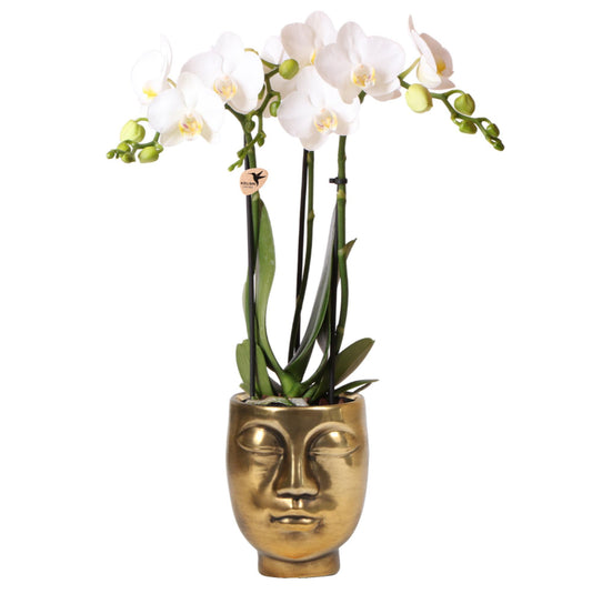 Kolibri Orchids | Phalaenopsis orchid - Amabilis + Face-2-face sierpot goud - Ø9cm - 40cm - Naturebox