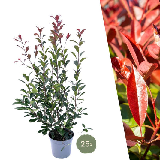 Große Glanzmispelpflanzen für 10 laufende Meter Hecke | - 12L - 20x | Höhe: 100-125 cm - Carré Rouge - Naturebox