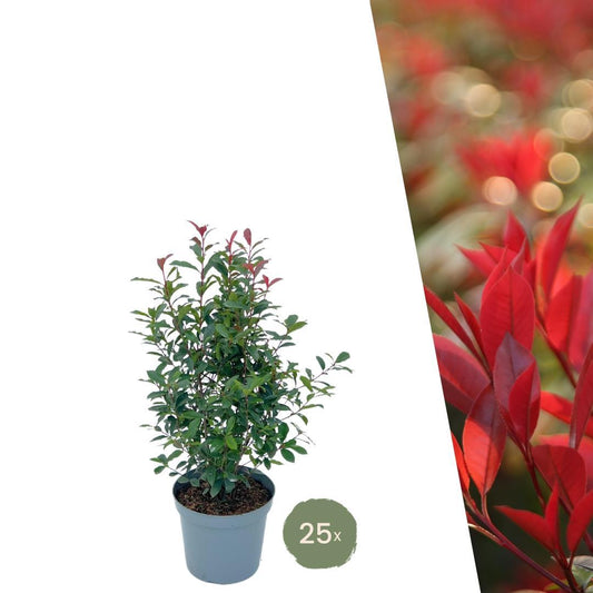 Große Glanzmispelpflanzen für 10 laufende Meter Hecke | - 12L - 20x | Höhe: 125-150 cm - Carré Rouge - Naturebox