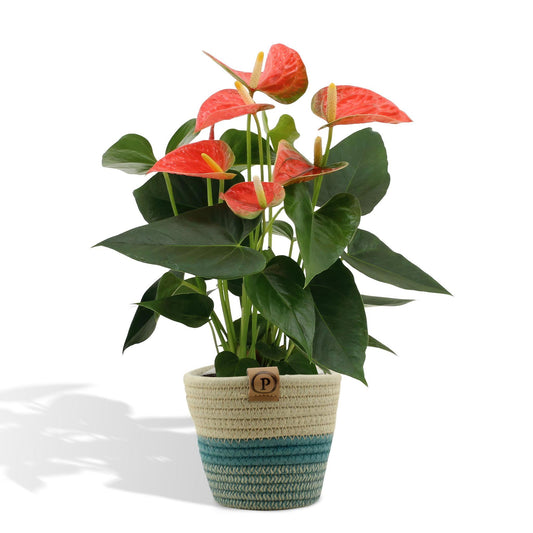 Anthurium andreanum Prinz von Orange inclusief pot - Vivaflorique