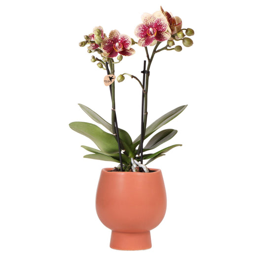 Kolibri Orchids | Gelbe rote Phalaenopsis Orchidee - Spanien + Scandic dekorativen Topf Terrakotta - Ø9cm - 45cm - Naturebox