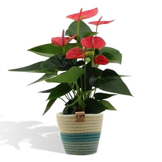 Anthurium andreanum Süßer Traum inclusief pot