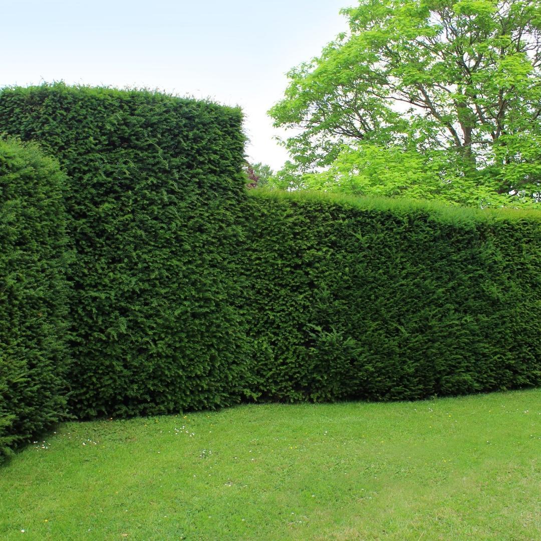 20x taxus planten voor 10 strekkende meter heg - Vivaflorique