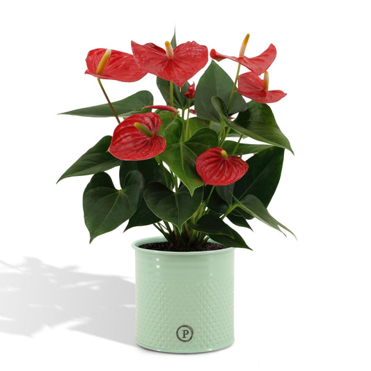 Anthurium andreanum Esudo inclusief pot